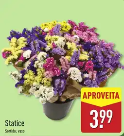 ALDI Statice Sortido; vaso promoção