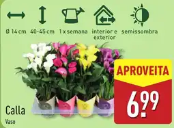 ALDI Calla Vaso promoção