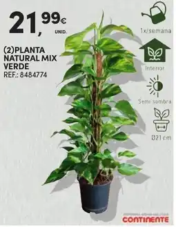 Continente Planta natural mix verde promoção
