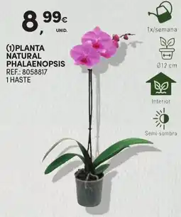 Continente Planta natural phalaenopsis promoção