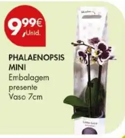 Pingo Doce Phalaenopsis mini promoção
