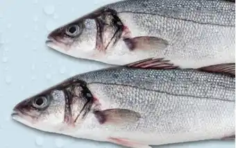 Robalo