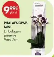 Pingo Doce Mini - phalaenopsis promoção