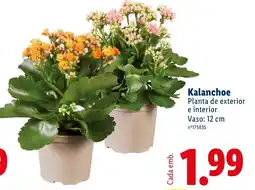 Lidl Kalanchoe promoção
