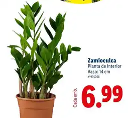 Lidl Zamioculca promoção