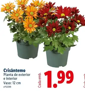 Crisântemo