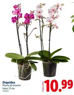 Lidl Orquídea promoção