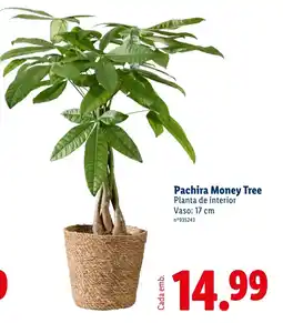 Lidl Pachira Money Tree promoção