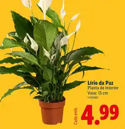Lidl Lírio da Paz promoção