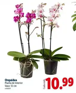 Lidl Planta - de interior vaso promoção