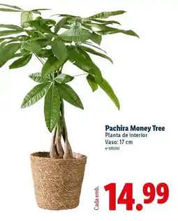 Lidl Planta - pachira money tree promoção