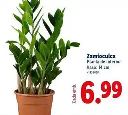 Lidl Planta - de interior promoção