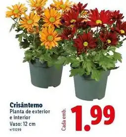 Lidl Planta - de exterior e interior promoção