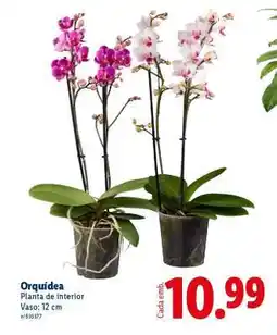 Lidl Orquídea promoção