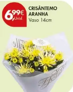Pingo Doce Crisântemo aranha promoção