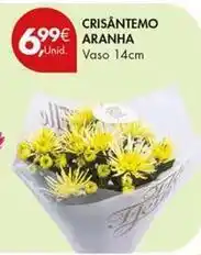 Pingo Doce Crisantemo aranha promoção