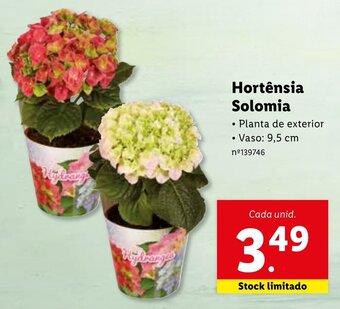 Lidl Hortênsia Solomia promoção
