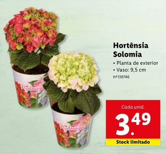 Lidl Hortênsia Solomia promoção
