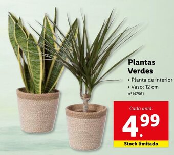 Lidl Plantas Verdes promoção