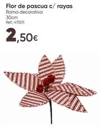 Flor de pascua c/ rayas