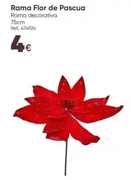Hôma Rama flor de pascua promoção