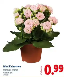 Lidl Mini Kalanchoe promoção
