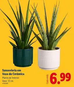 Lidl Sansevieria em Vaso de Cerâmica promoção