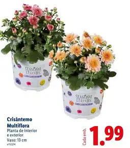 Lidl Crisântemo Multiflora promoção