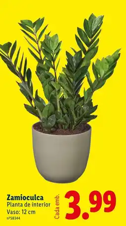 Lidl Zamioculca promoção