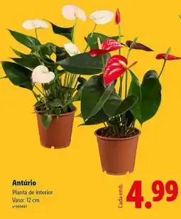 Lidl Planta - de interior promoção