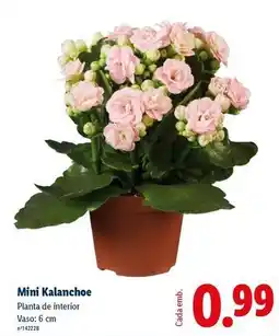 Lidl Mini - kalanchoe promoção