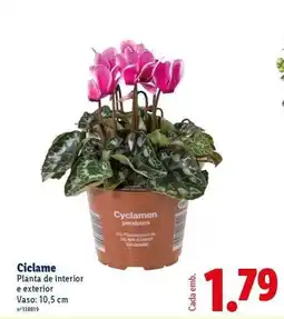 Lidl Planta - de interior e exterior promoção