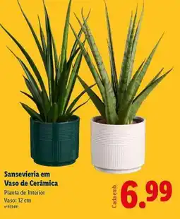 Lidl Planta - sansevieria em vaso de cerámica promoção