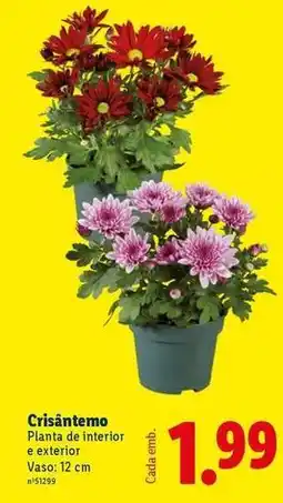 Lidl Planta - plana de interior e exterior vaso promoção