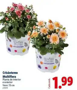 Lidl Planta - cristantemo multiflora promoção