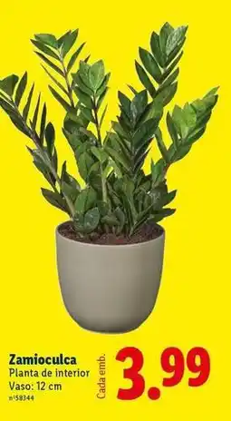 Lidl Planta - zamioculca promoção