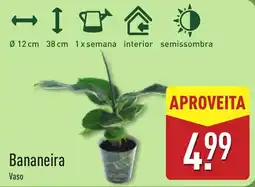 ALDI Bananeira Vaso promoção