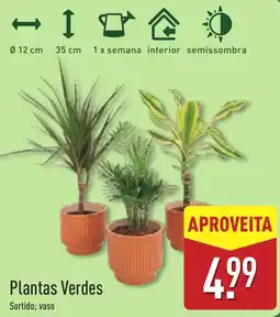 ALDI Plantas Verdes promoção