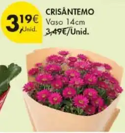 Pingo Doce Crisântemo promoção