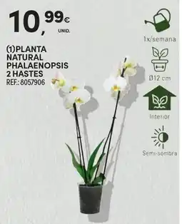 Continente Planta natural phalaenopsis 2 hastes promoção