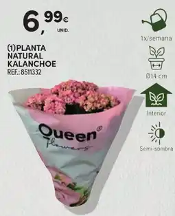 Continente Queen flowers planta natural kalanchoe promoção