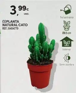 Continente Planta natural cato promoção