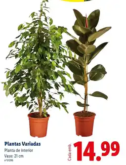 Lidl Plantas Variadas promoção