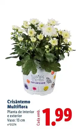 Lidl Crisântemo Multiflora promoção