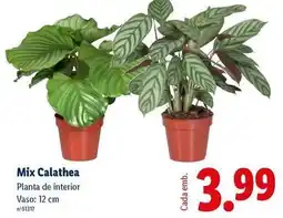 Lidl Mix - calathea promoção