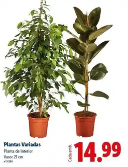 Lidl Planta - s variadas promoção