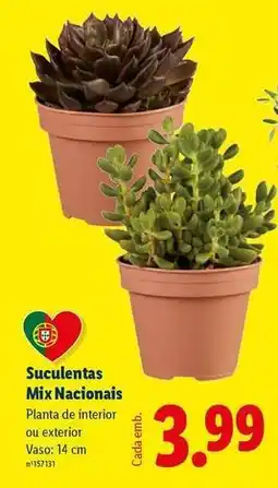 Lidl Mix - suculentas nacionals promoção
