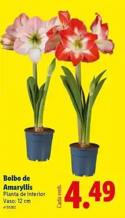 Lidl Planta - bolbo de amaryllis promoção