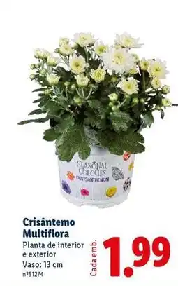 Lidl Planta - cristantemo multiflora promoção
