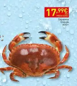 Recheio Sapáteira grande 600+ promoção